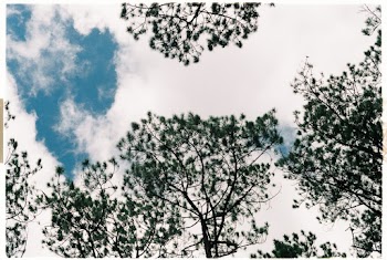 Low Angle Photo of Trees During Daytime
