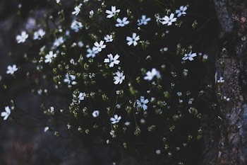 low angle photo of white petaled flowers