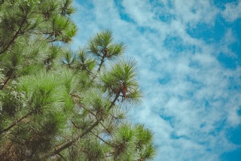 Low Angle Photo Pine Tree Under Cloudy Sky