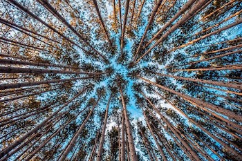 low-angle photograph of brown forest