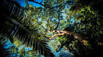 Low-angle Photograph of Several Trees