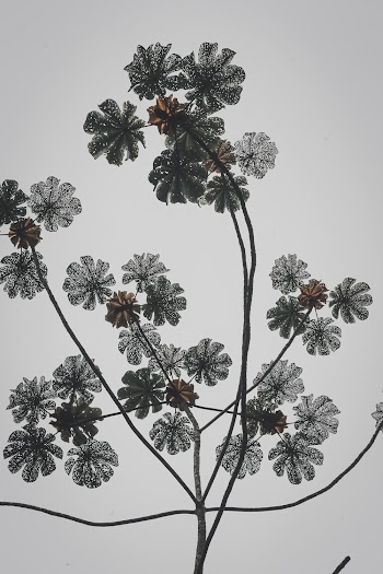 Low Angle Photography of a Plant