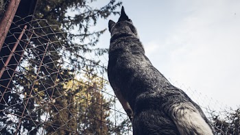 Low Angle Photography of Adult Gray German Shepherd 