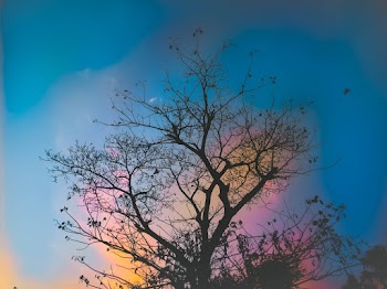 Low Angle Photography of Bare Tree