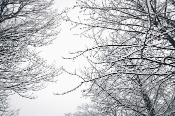 Low Angle Photography of Bare Tree during Winter Season