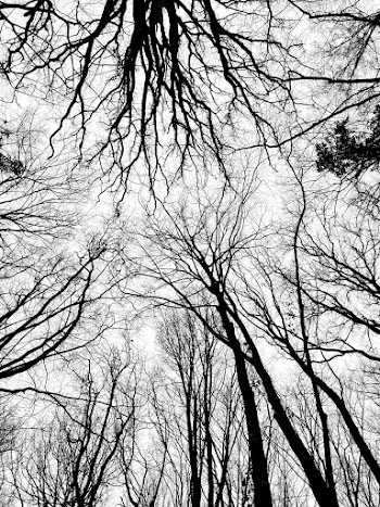 Low Angle Photography Of Bare Trees