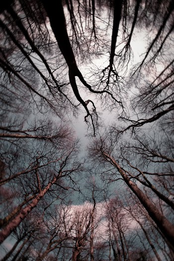 Low Angle Photography of Bare Trees