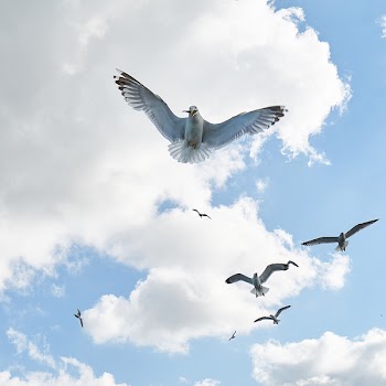 Low Angle Photography of Bird Flying