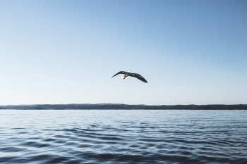 Low Angle Photography of Bird Flying Above Ocean