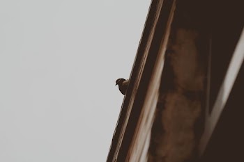 low angle photography of bird on top of building