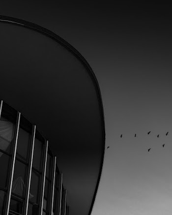Low-angle Photography of Birds over Building