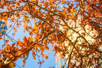 low-angle photography of brown leaf trees