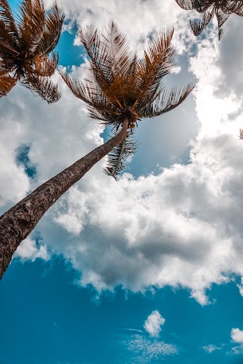 Low angle photography of brown palm trees