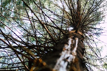 Low Angle Photography Of Brown Tree