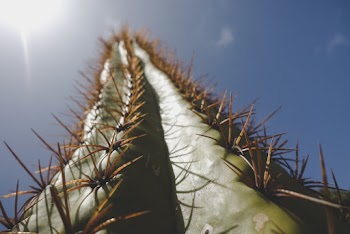 Low Angle Photography of Cactus Plant