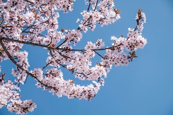low angle photography of cherry blossoms