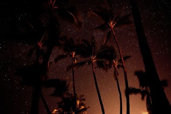 low angle photography of coconut tree
