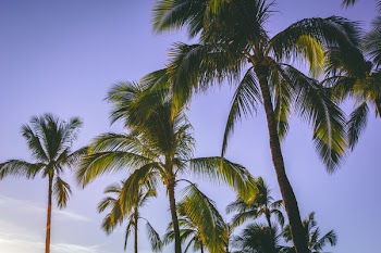 Low Angle Photography Of Coconut Trees