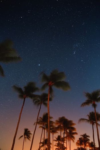 low angle photography of coconut trees at nighttime
