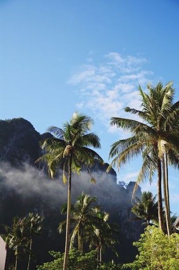 low angle photography of coconut trees under white clouds at daytime