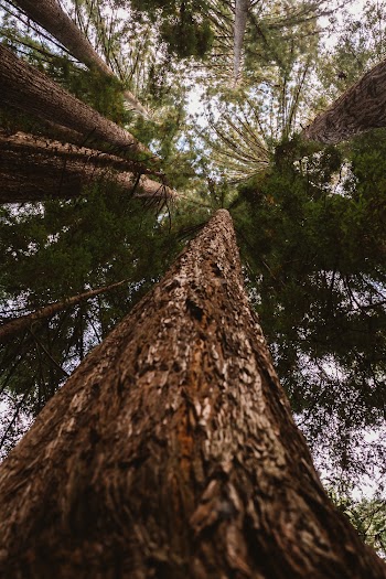 Low Angle Photography of Conifer Trees