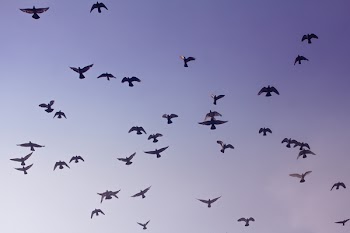 Low Angle Photography of Flock of Bird Flying