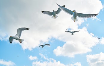 Low Angle Photography of Flock of Flying Gulls