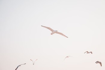 low angle photography of flying bird
