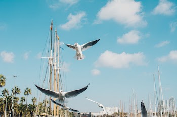 Low Angle Photography of Flying Gulls Under Blue Sky