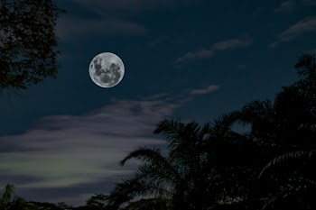 Low Angle Photography of Full Moon Under Silhouette of Tall Trees