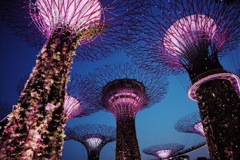 Low-angle Photography of Gardens by the Bay
