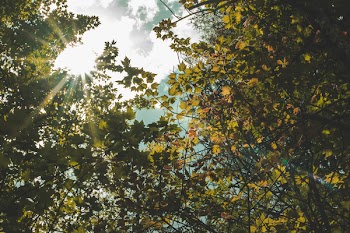 Low Angle Photography of Green Leaf Tree