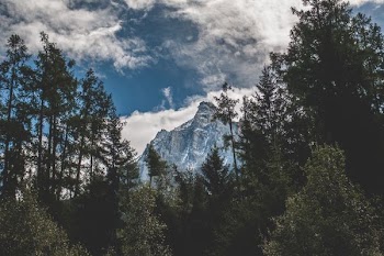 low-angle photography of green leaf trees and mountain