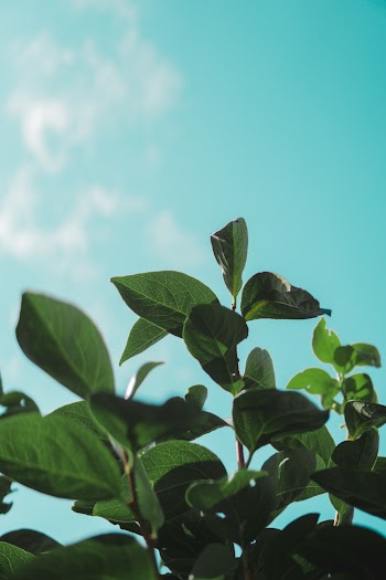 Low-angle Photography of Green-leafed Plant