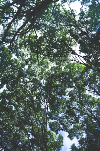 Low-angle Photography of Green Leafed Trees