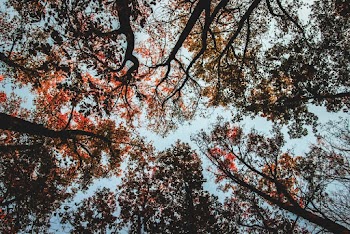 Low Angle Photography of Green-Leafed Trees