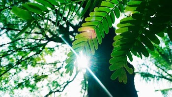 Low Angle Photography of Green Leaves Plant With Tall Forest Tree
