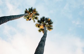 low angle photography of green trees