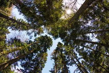 Low Angle Photography Of Green Trees