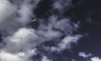 Low Angle Photography of Grey Flying Bird