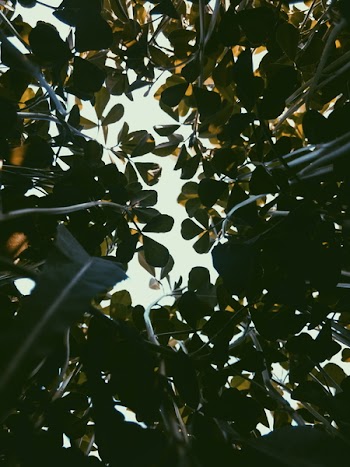 Low-angle Photography of Leaves and Sky
