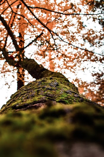 Low Angle Photography of Orange Leafed Tree