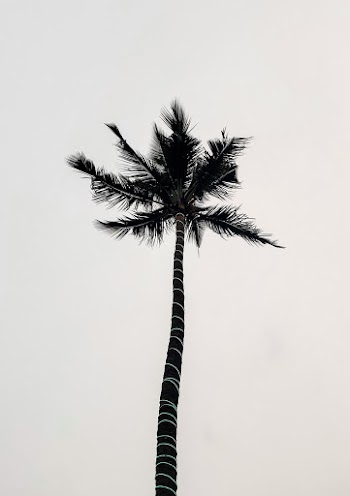 Low Angle Photography of Palm Tree
