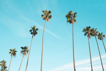 low angle photography of palm trees