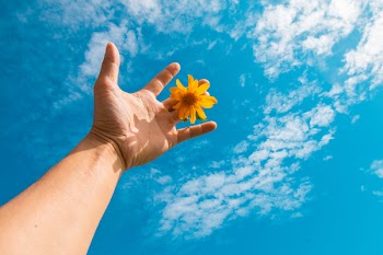 Low Angle Photography Of Person Holding Yellow Daisy Flower