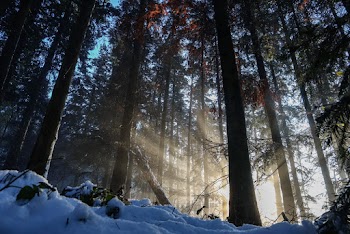 Low-angle Photography of Pine Trees
