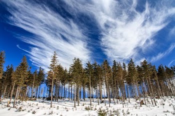 low angle photography of pine trees under blue and white sky