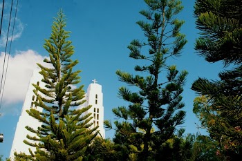 Low-angle Photography of Pine Trees With View of White Cathedral