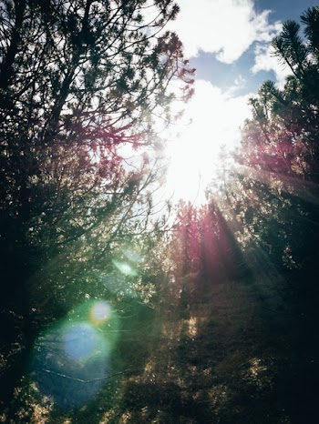 Low Angle Photography of Silhouette of Trees Under White Clouds