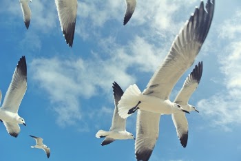Low Angle Photography of Small Beak White and Black Feathered Birds